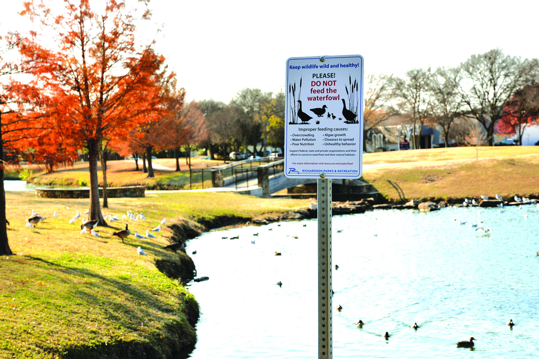 Enjoy Ducks, Geese Without Feeding Them