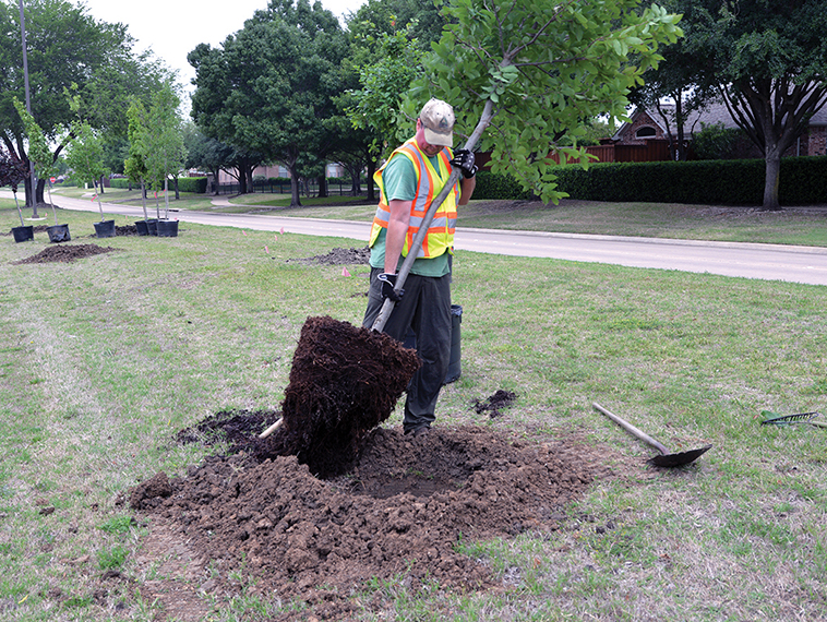 Time to Plant Trees—In the Right Place