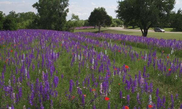 ’Tis the Season for Wildflower Photos 