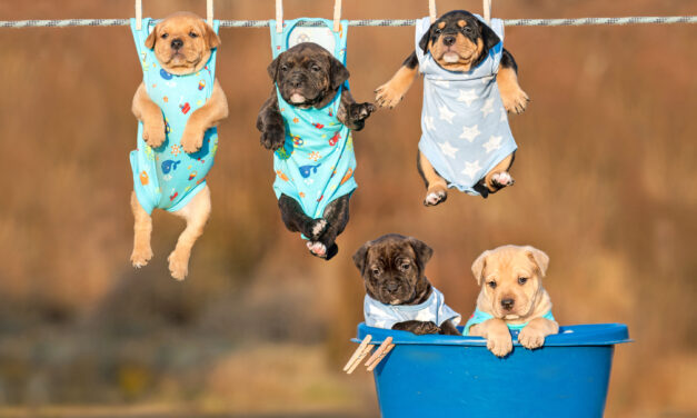 Annual AnimaLuv Dog Wash is July 20