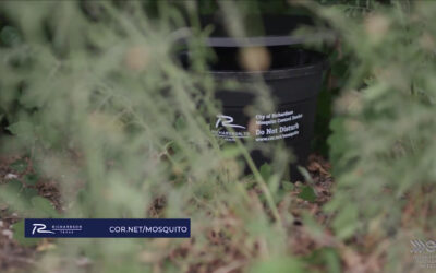 Recent rain increases mosquito activity