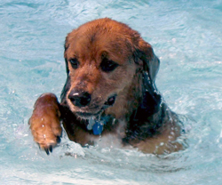 Annual Dog Splash is Aug. 18