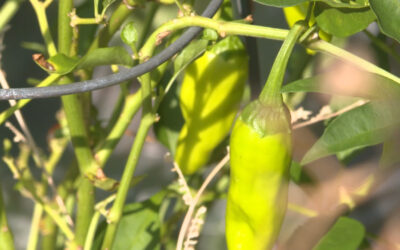 Master Gardeners Offer Free Gardening Advice via Phone, Internet