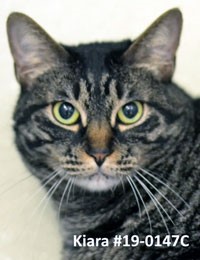 Animal Shelter Pet of the Week