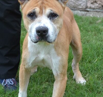 Pet of the Week
