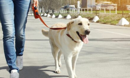 Animal Shelter Begins New “Doggy Day Out” Program Nov. 24