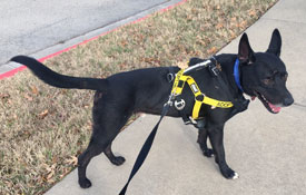 “Twister” the Tornado Dog Gets New Home