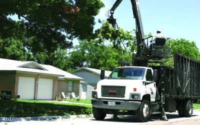 Tree Tassels Begin Annual “Pile-up”; What to Know