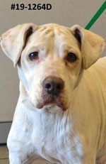 Animal Shelter Pet of the Week