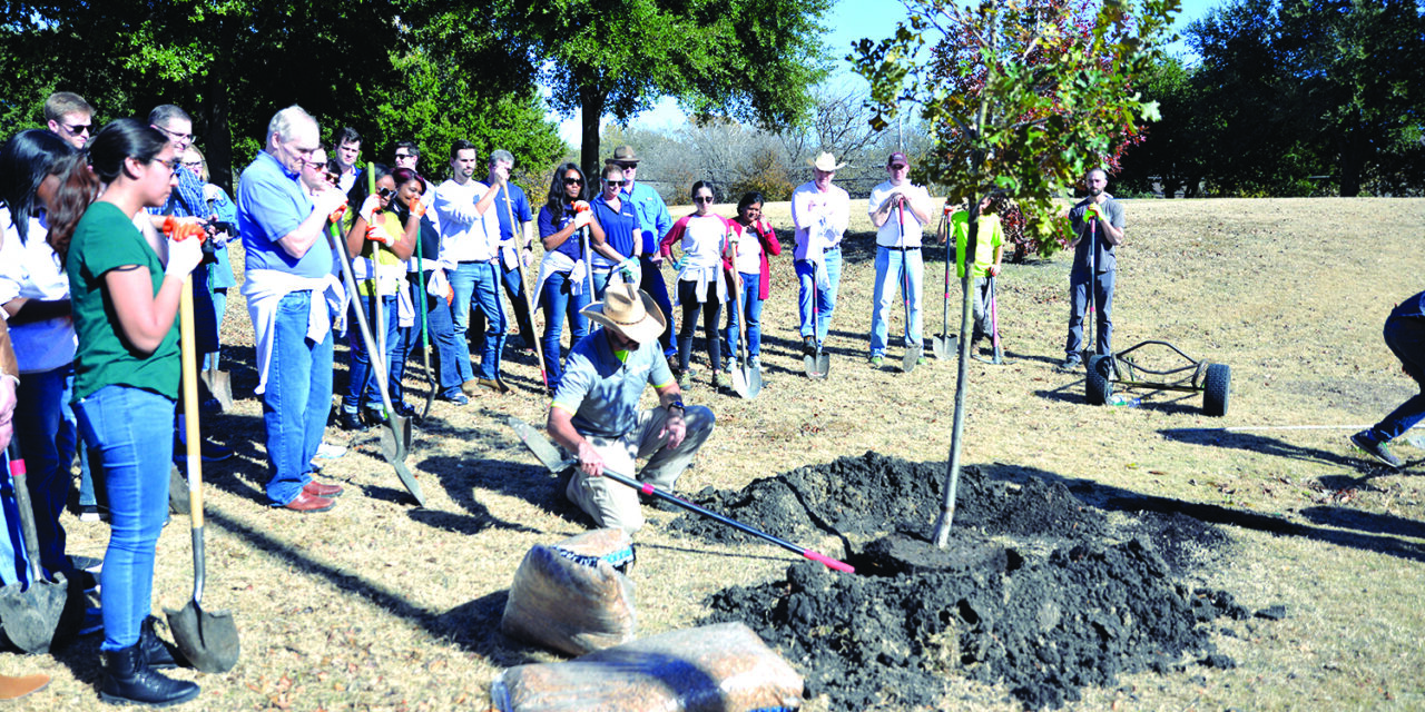 City offers tree planting assistance, advice