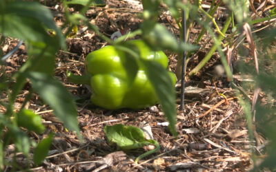 Free On-Demand Gardening Class: “Gardening for Pollinators” April 15-22 
