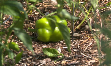 <strong>Free On-Demand Gardening Class: “Gardening for Pollinators” April 15-22</strong> 