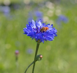 Richardson Wildflowers in Bloom