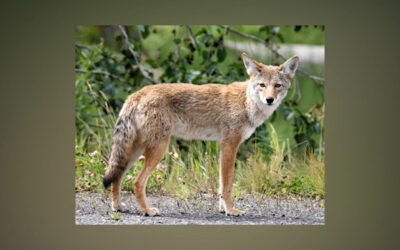 It’s Bobcat, Coyote Mating Season—Be Prepared for More Sightings 