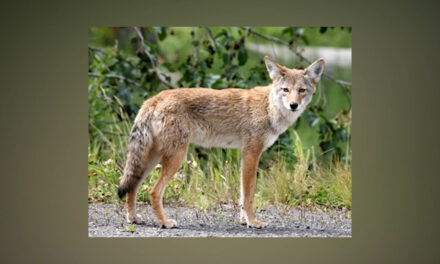 It’s Bobcat, Coyote Mating Season—Be Prepared for More Sightings 