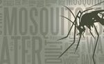 Mosquito Populations Increase After Recent Rains; What to Know 