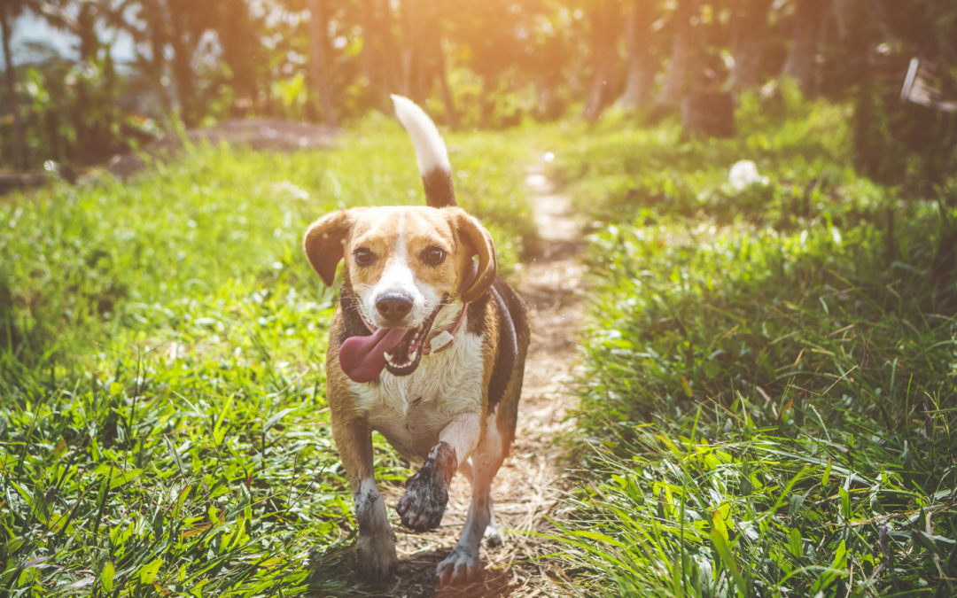 Richardson Animal Shelter to Take Part in Mega Adoption Event