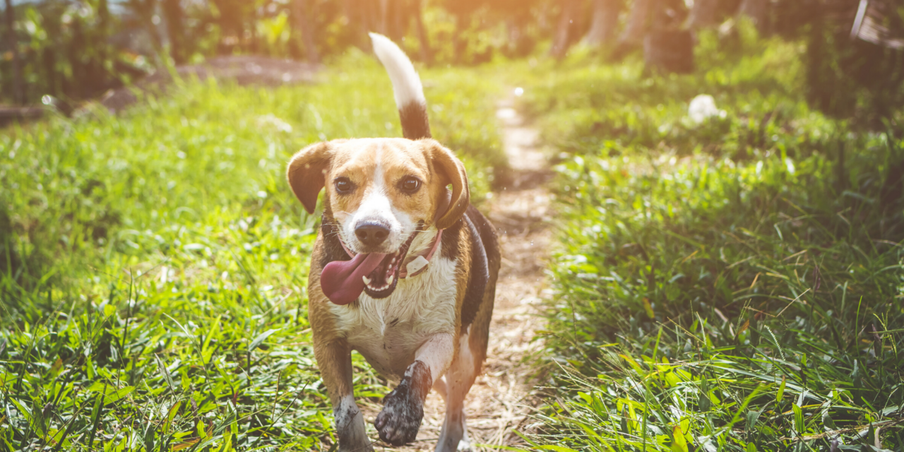 Richardson Animal Shelter to Take Part in Mega Adoption Event