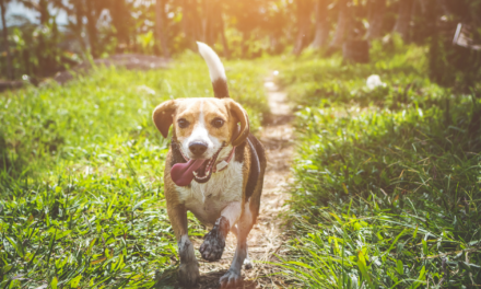 Reminder: Picking Up Pet Waste Helps Waterways