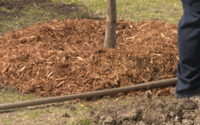 Benefits of Mulching Leaves 