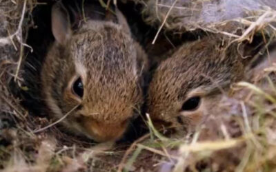 Animal Services Offers Tips re: Baby Wildlife