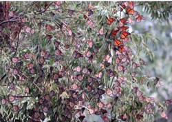 City’s Butterfly Gardens Ready for Monarch Migration