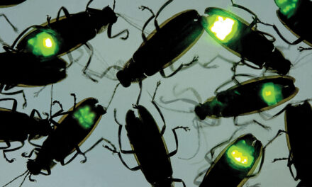 Fireflies Light Up Parks, Green Spaces in Fall Appearance