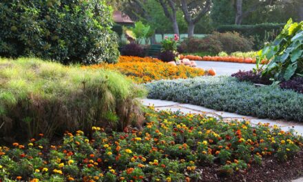 Senior Center Programming: Live, Virtual Tour of Arboretum Oct. 30