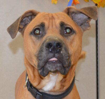 Animal Shelter Pet of the Week