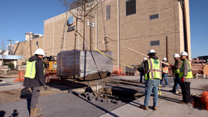 Trees Planted on Main Street