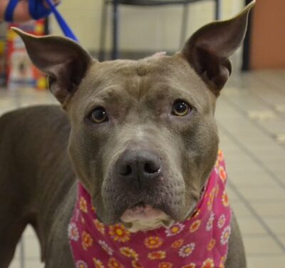 Animal Shelter Pet of the Week