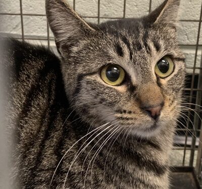 Animal Shelter Pet of the Week