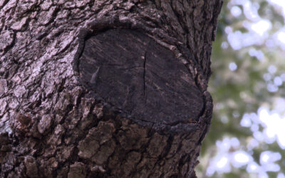 Oak Tree Pruning Deadline is Next Week (and other February Gardening To-Dos) 