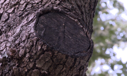 Oak Tree Pruning Deadline Approaches (and other February Gardening To-Dos)