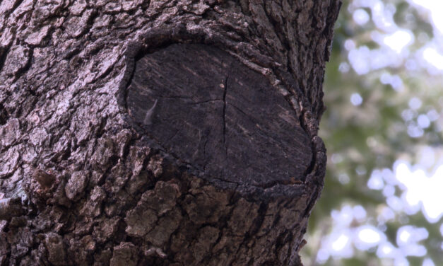 Best Pruning Tools, Tips and Tricks: Free Online Information