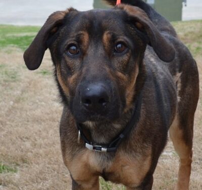 Animal Shelter Pet of the Week
