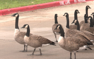 Spring Storms May Bring Injured Wildlife 