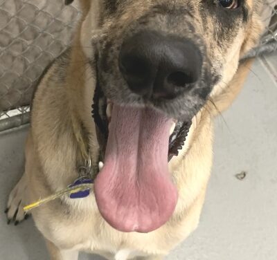Animal Shelter Pet of the Week