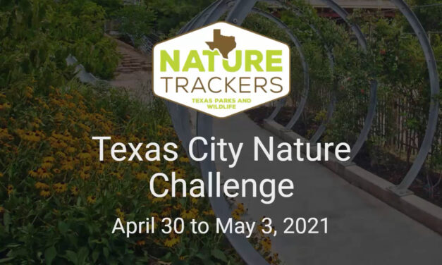 Texas City Nature Challenge Begins April 30