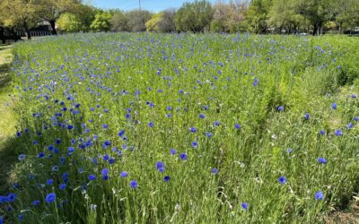 Wildflowers Around Richardson Are Starting To Bloom