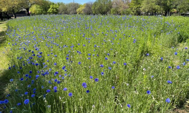 Wildflowers Around Richardson Are Starting To Bloom