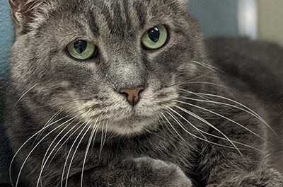 Animal Shelter Pet of the Week