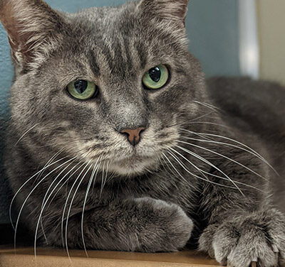 Animal Shelter Pet of the Week