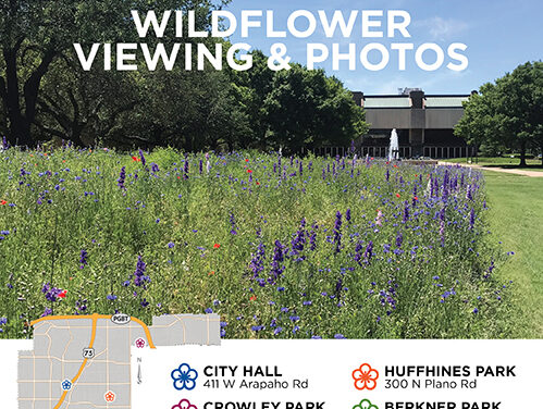 Best Locations to See Wildflowers in Bloom