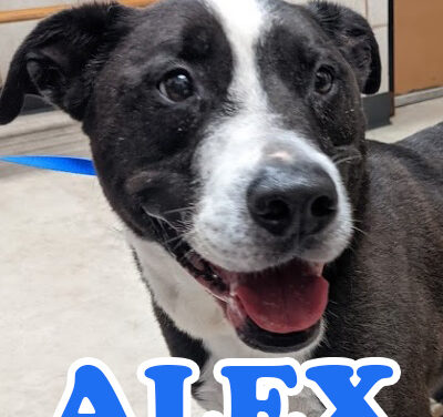 Animal Shelter Pet of the Week