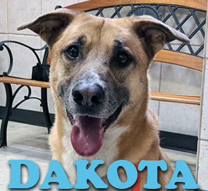 Animal Shelter Pet of the Week