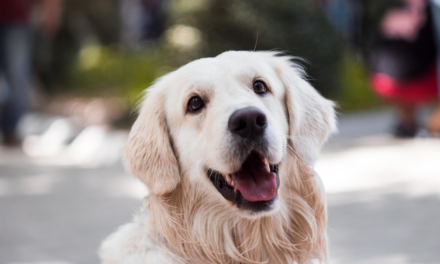 Keep Pets Cool During Hot Weather