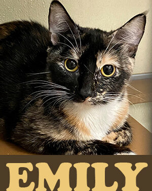 Animal Shelter Pet of the Week