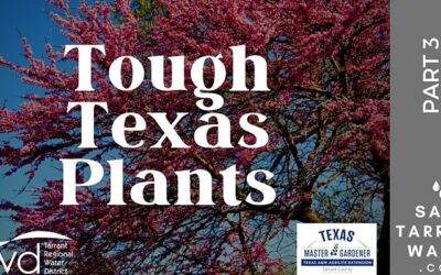 Free Online Class June 29 Features “Texas Tough” Trees, Bushes, Vines