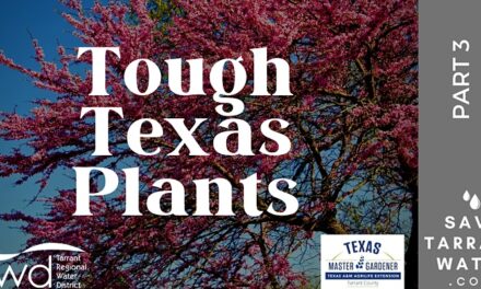 Free Online Class June 29 Features “Texas Tough” Trees, Bushes, Vines